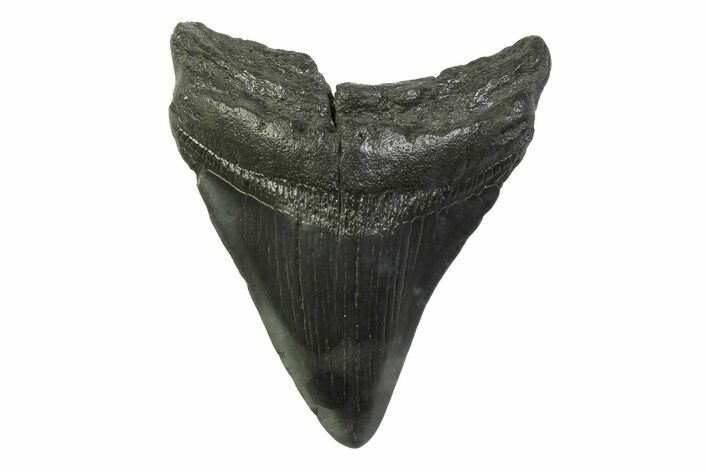 Fossil Megalodon Tooth - South Carolina #341386